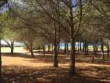 Accès plage par la pinède