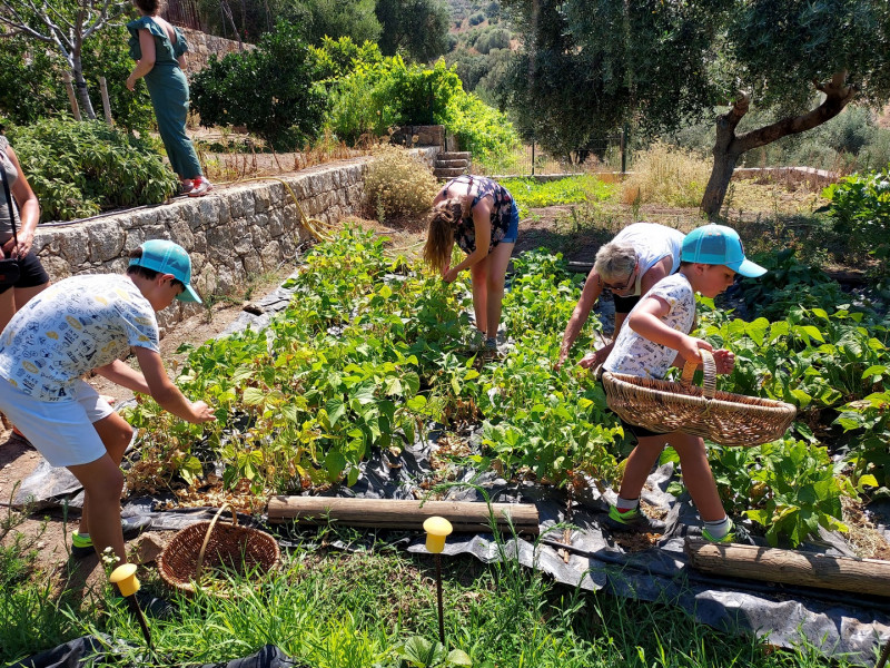 la-tete-dans-les-olives-6-copier-63257